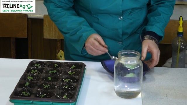 Как подкормить рассаду петунии. Внекорневая подкормка рассады цветов петуния.