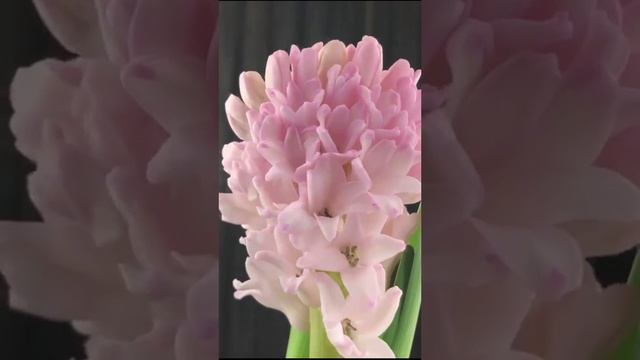 Красивые садовые цветы. Гиацинт (Hyacinthus) нежный цветок с выраженным приятным ароматом. Букетыроз