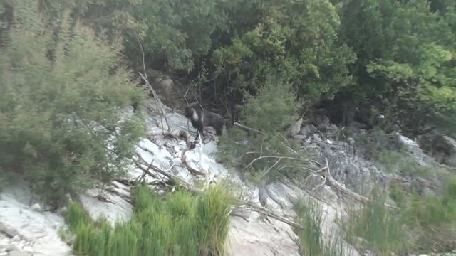 Горные козлы и рыбак на Скадарском озере 4 августа 2011 г 42 смотреть онлайн