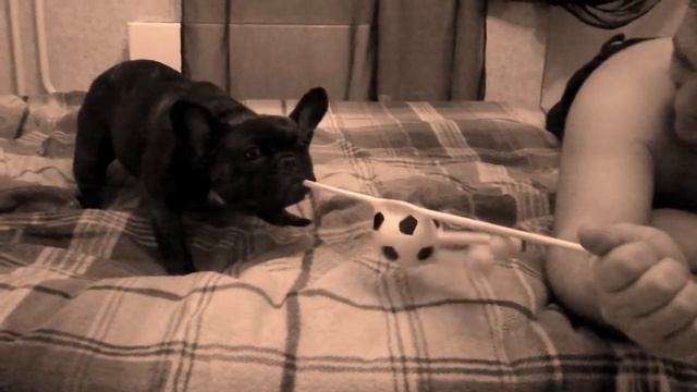 Французская бульдожка Маруся: тянучки смотреть онлайн