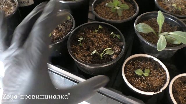 Рассада томатов/ Всходы/ Цветы/ Перцы/Баклажаны/ Обзор #деревня #flowers #цветы #томаты #перцы #мар смотреть онлайн