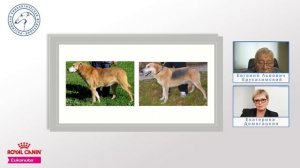 Особенности судейства десяти групп пород FCI Русская гончая и Русская пегая гончая