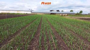 Стадии роста чеснока