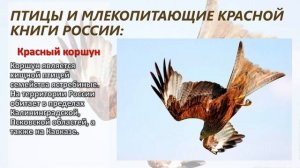 Видео-путешествие по страницам Красной книги «Жалобная книга природы»