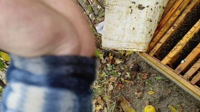 НОЯБРЬ. НЕТУ КОРМА. РАСПЛОД. ПОДКОРМКА ПЧЕЛ !!!