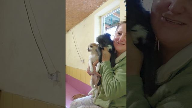 кто ещё меня поцелует 😂 Доброе гряное утро из питомника чихуахуа и той-пудель Кастропуло Крым смотреть онлайн