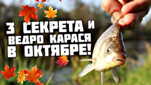 3 главных секрета ловли карася!
