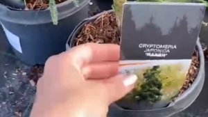 Криптомерия японская. Где посадить и как ухаживать?