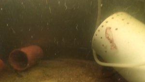 аулофорус или водяная змейка где добываем культуру