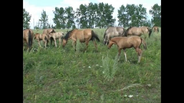Вятская порода лошадей. Олений парк часть 1 смотреть онлайн