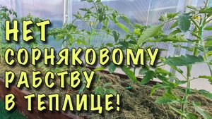 ХВАТИТ МУЧАТЬСЯ с СОРНЯКАМИ В ТЕПЛИЦЕ! Простой способ сделать ХОРОШО себе и РАСТЕНИЯМ!