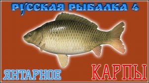 РР4 ЯНТАРНОЕ КАРП / РУССКАЯ РЫБАЛКА 4 КАРП