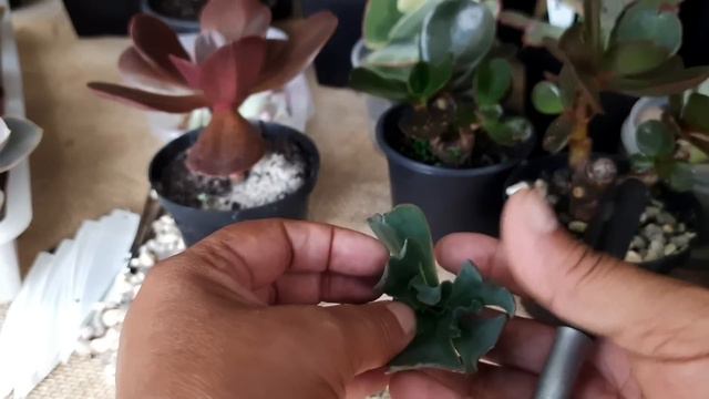 👍Multiplique suas SUCULENTAS facilmente 😳😉 смотреть онлайн