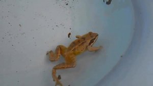 Плавание лягушки