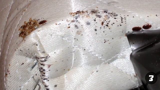 Постельные клопы, мебельные клопы, домашние клопы, клопы в квартире смотреть онлайн