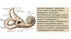 Внутреннее ухо. Топографическая анатомия.