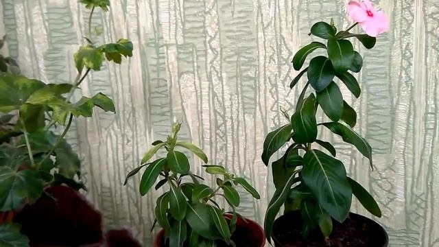 КАТАРАНТУС - цветок Богов. Комнатное цветоводство смотреть онлайн