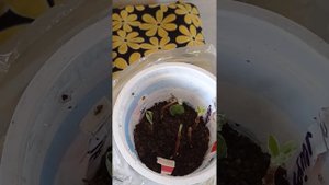 Сохраняю черенки гортензии метельчатой.