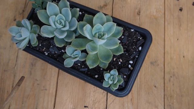 Arranjo só com Echeveria white gilva смотреть онлайн