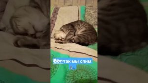 До завтра, спокойной ночи ??#moskaandmax #моськаимакс #ночь #максик.mp4