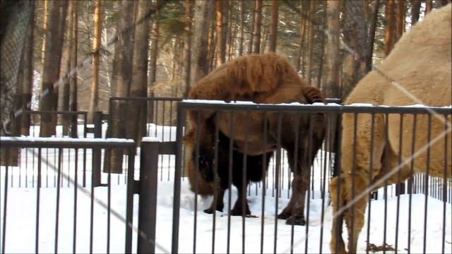 Верблюды и пони. 14.02.20 г. смотреть онлайн