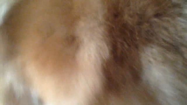 Наглый пес смотреть онлайн