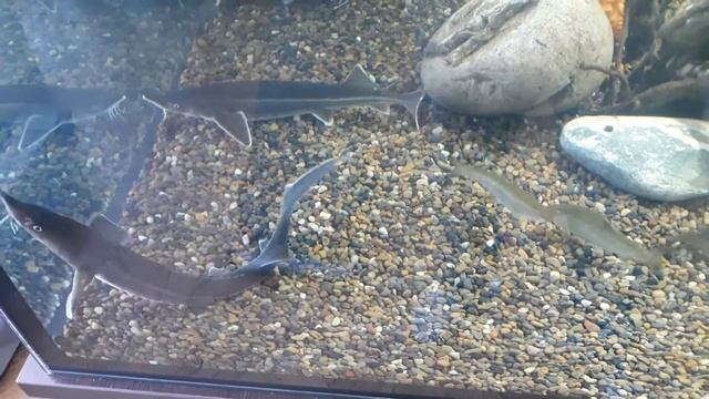 Аквариум 2900 литров дома с форелью и стерлядью смотреть онлайн