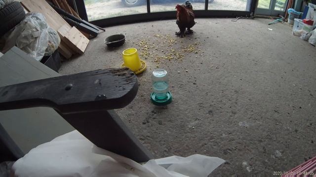 Петух Бонапарт породы брама убегает от нападения сороки. смотреть онлайн