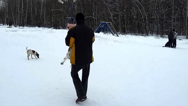 Спаниель-терьер смотреть онлайн