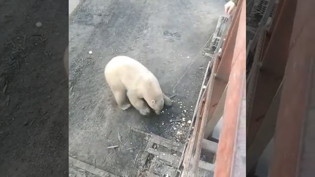 рыбалка на белого медведя смотреть онлайн