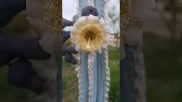 Pilosocereus pachycladus Cactus Flowers