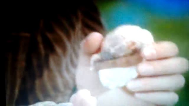 Лапы,Крылья и хвосты (2) смотреть онлайн