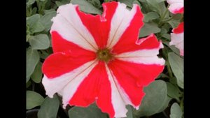 10 СТУПЕНЕК К СОЗДАНИЮ УСПЕШНОГО БИЗНЕСА НА ЦВЕТОЧНОЙ РАССАДЕ.ЧАСТЬ 5.УДОБРЕНИЯ И ВСЕ О НИХ.