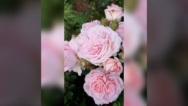 Роза Розенграфин Мария Генриетта смотреть онлайн