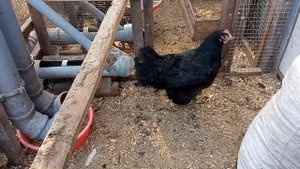 Когда брудер лучше квочки. О нюансах выведения цыплят под курицей.Или почему курица клюёт цыплят?