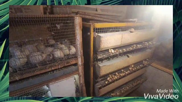 РАЗВЕДЕНИЕ ПЕРЕПЕЛОВ ЧТО ДЛЯ ЭТОГО НУЖНО?