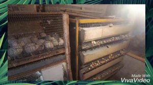 РАЗВЕДЕНИЕ ПЕРЕПЕЛОВ ЧТО ДЛЯ ЭТОГО НУЖНО?