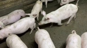 Свинарник внутри