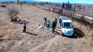 Прекрасные времена прогулки ко львам! Тайган