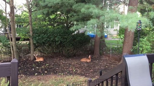 СЕМЕЙСТВО ОЛЕНЕЙ ОТДЫХАЕТ НА НАШЕМ БЭКЯРДЕ. ?? смотреть онлайн