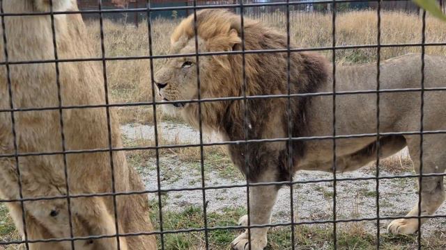 Заколесные львы пришли угоститься) Тайган смотреть онлайн