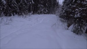 Охота на зайца с русской гончей Умкой 25 12 2020г