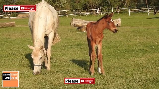 Stages of Pregnancy in Horses  Quality Horse Mare Pregnancy