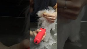 СТРИЖКА МАЛЬТЕЗЕ / АЗИАТСКИЙ ГРУМИНГ / МАЛЬТИЙСКАЯ БОЛОНКА / GROOM SCHOOL