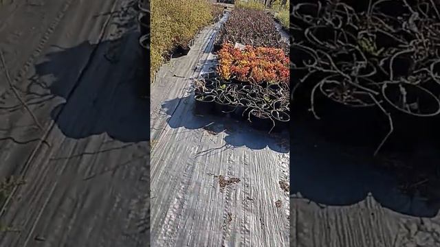 Обзор растений питомника экоплант в низино. Лиственные и много плодовых кустарников и деревьев