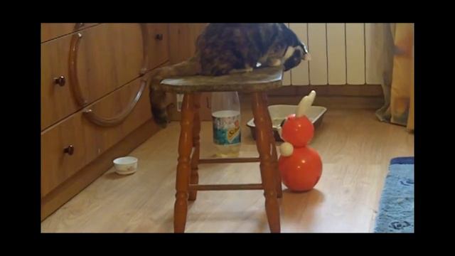 Кошка играет с игрушкой