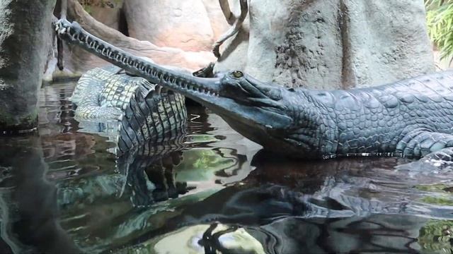 Пражский зоопарк является наиболее крупным во всей Чешской Республике смотреть онлайн