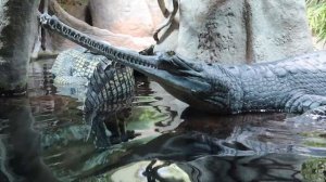 Пражский зоопарк является наиболее крупным во всей Чешской Республике