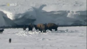 Доисторические хищники: Древний страшный серый волк / Prehistoric Predators