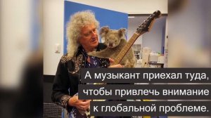 Гитарист группы «Queen» Брайан Мэй сыграл соло для коалы
